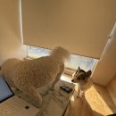 멍스플레이 이미지