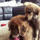 아기강아지 이미지