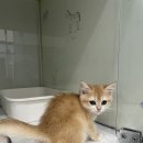 구로다나은동물병원 | 천안동물병원 전국 유명세 (feat. 청주, 안성, 진천, 평택)