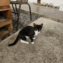 본가축산 이미지