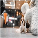 퍼피클래식 이미지