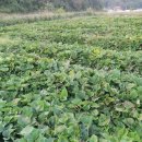 태균농장 이미지