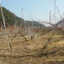 지리산자락 GAP복숭아 붉은백도 50% 맛보기 이벤트 이미지