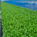 청년모종 이미지