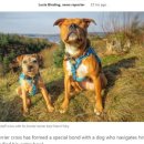 도날드 도그(Dog) 이미지