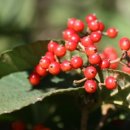 하늘빛으로 물든새 이미지