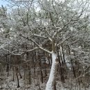 산모퉁이 김장(끝) - 배추 속 만들어 버무리기 이미지