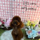 원애견샵 이미지