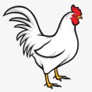 닭이네 이미지