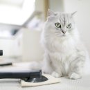 그루밍차차 이미지