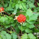 미래로목장 이미지