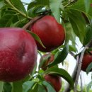 준우농장 이미지