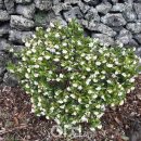 저지오름 이미지