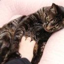 착한 고양이 이미지