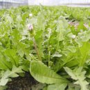 민들래농원 이미지