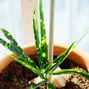 영양햇빛발전소 | 크로톤 키우기 잎 마름 떨어지는 원인과 병해충 예방