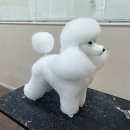 애견 미용의 세계로 초대합니다! 그룸빌 애견미용전문학원 일산점 방문기