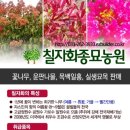 황금느릅나무