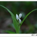 난초 - 금정구 | 난초