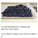 무단으로 블루베리 5kg 넘게 몰래 따간 사람.jpg 이미지