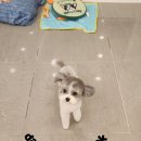 호야애견 이미지