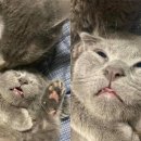 그루밍 사랑 이미지