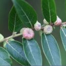 만두나무 이미지