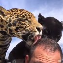 애정그루밍 이미지