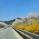 완연한 봄 이미지