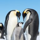 펭귄 이미지