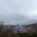 겨울 철새 고니 휴식 마주한 날 - 서천에서 이미지