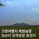 정연농장 | 고창여행지 2026년부터 바뀐 학원농장 청보리 유채꽃밭 입장료 및 주차비용 운영 시스템 총정리
