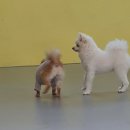 제제네 멍치원 | [제제네 멍치원] 강아지 유치원에서 촉감 놀이했어요