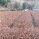 죽청마을 - 1645 | 죽청마을
