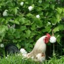 용용농장 이미지