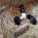 구가의 견 이미지