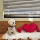 마이독 프리미엄 펫 스튜디오 이미지