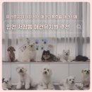 멍라운지24 데이케어 애견미용호텔 애견카페 인천점 | 인천대공원 근처 애견카페 찾다가 알게 된 서창동 멍라운지24 후기