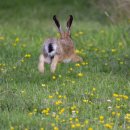 pet68너8936 | 토끼가 포식자로부터 몸을 지키기 위한 행동과 지혜를 소개해, 그 생태에 있던 사육 환경까지를 생각해...