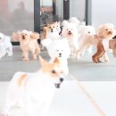 아리네개치원 이미지