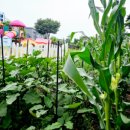 원광어린이집 앞 이미지