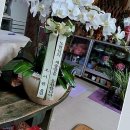 샤론의꽃 | 제주 꽃집 이야기: 샤론의꽃에서 느낀 감동적인 하루