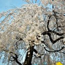 능수 벚꽃 풍경 이미지