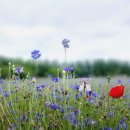 6월8일(월)12시 예산시장(식사)/아그로랜드(수레국화)/당진헤어름(카페)노을까지 이미지