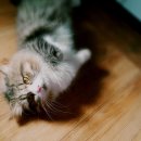 양정고양이분양 부산고양이분양 먼치킨 아깽이들 예약분양중 /먼치킨고양이 이미지