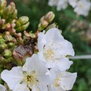 화성-향남-향남 8호 이미지