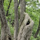 천상의 화원(점봉산 :곰배령:) 이미지