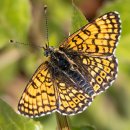 올여름 영국 전역에서 신비한 나비 목격 이미지