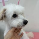 예뻐할게 펫 살롱 네이버블로그