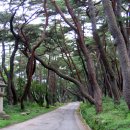 소나무숲 이미지